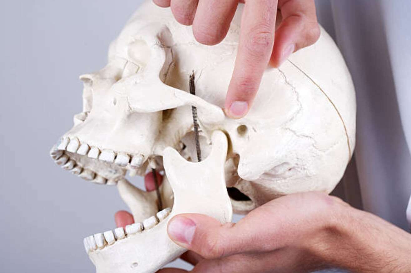 human skull skeleton